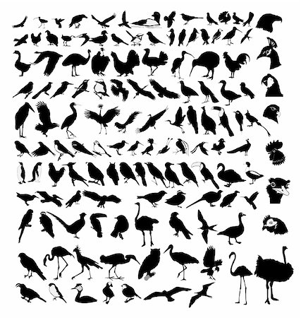 The big set of the different birds Stockbilder - Microstock & Abonnement, Bildnummer: 400-06084766