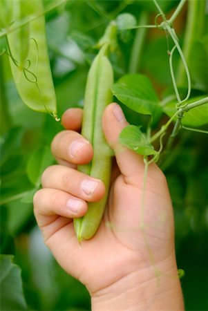snow pea - Child hand with pea pod over green leaves outdoor Stock Photo - Budget Royalty-Free & Subscription, Code: 400-06084771