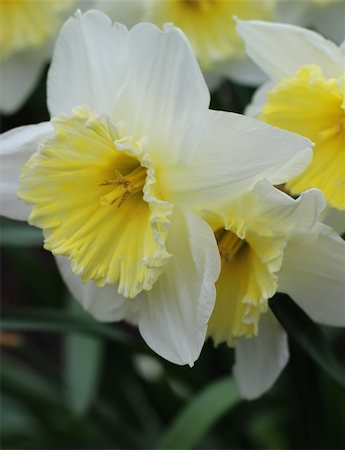 Daffodils in spring garden Stock Photo - Budget Royalty-Free & Subscription, Code: 400-06084821