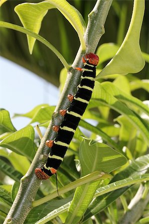 falena - Tetrio Sphinx Caterpillar native to Antigua Barbuda in the Caribbean Lesser Antilles West Indies eating a leaf on a frangipani tree. Fotografie stock - Microstock e Abbonamento, Codice: 400-06084846