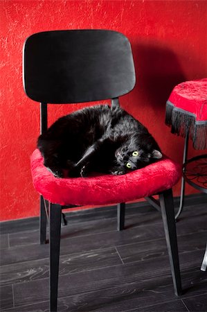 Black cat lying on a red chair in red interior. Focus is on cat's face. Stock Photo - Budget Royalty-Free & Subscription, Code: 400-06084870