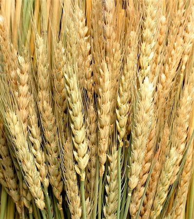 Field of yellow wheat ears at sunny day Fotografie stock - Microstock e Abbonamento, Codice: 400-06084884