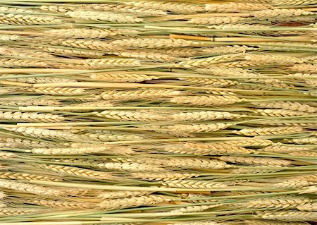 Field of yellow wheat ears at sunny day Fotografie stock - Microstock e Abbonamento, Codice: 400-06084883