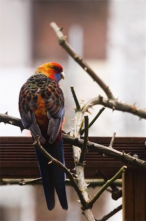 perruche - Bastardisation of fauna - Colorful Parrot, escaped from captivity and survived cold winter, on pergola in backyard in early spring searching for food Photographie de stock - Aubaine LD & Abonnement, Code: 400-06084986