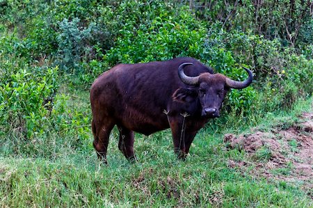 storm on the savanna - The Buffalo in the Masai Mara park Stock Photo - Budget Royalty-Free & Subscription, Code: 400-06085647