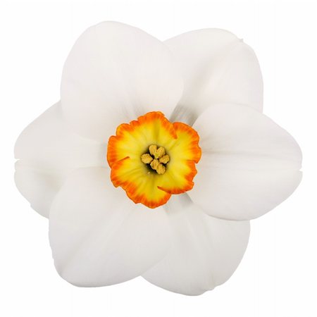 Single flower of the yellow, red and white, small-cup daffodil cultivar Excitement against a white background square Photographie de stock - Aubaine LD & Abonnement, Code: 400-06085799