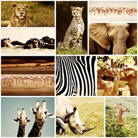 African wild animals safari collage, large group of fauna diversity at African continent, natural themed collection background, beautiful nature of Kenya, wildlife adventure and travel Foto de stock - Super Valor sin royalties y Suscripción, Código: 400-06086042