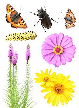 Collection of flowers and insects. Isolated over white Stock Photo - Budget Royalty-Free & Subscription, Code: 400-06086797