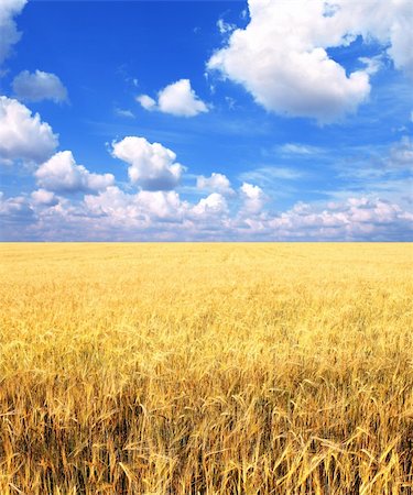 dry crop field - Crop of rye - golden cereal and blue sky Stock Photo - Budget Royalty-Free & Subscription, Code: 400-06086792