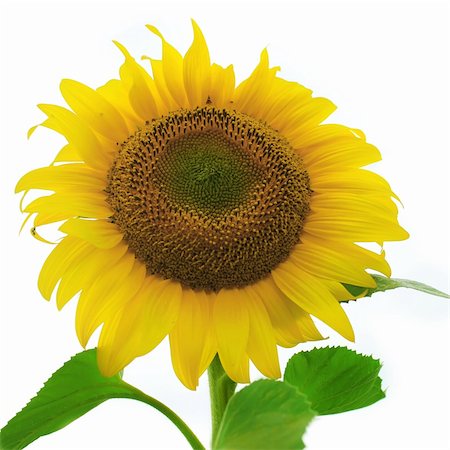 simsearch:400-06950874,k - A ripe sunflower isolated on white background Photographie de stock - Aubaine LD & Abonnement, Code: 400-06086831