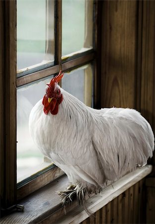 White rooster sitting on the window Stock Photo - Budget Royalty-Free & Subscription, Code: 400-06086881