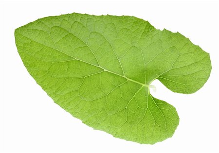 One green leaf isolated on white background. Close-up. Studio photography. Stock Photo - Budget Royalty-Free & Subscription, Code: 400-06086917