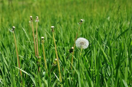 propagate - white dandelion on a green meadow Stock Photo - Budget Royalty-Free & Subscription, Code: 400-06087011