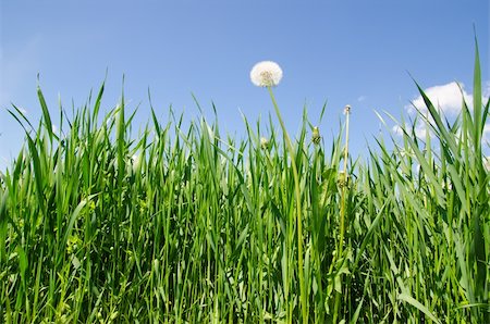 simsearch:400-04428532,k - old dandelion in green grass field and blue sky Photographie de stock - Aubaine LD & Abonnement, Code: 400-06087013