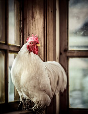 Farm white rooster sitting and looking at the windoe Stock Photo - Budget Royalty-Free & Subscription, Code: 400-06087051