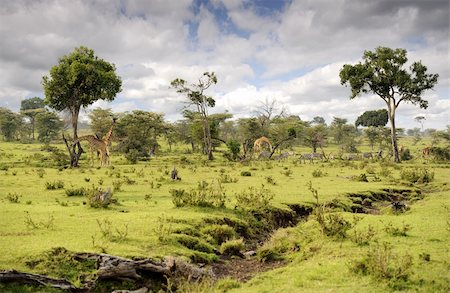 simsearch:400-07657090,k - savanna in Kenya with giraffes and zebra Fotografie stock - Microstock e Abbonamento, Codice: 400-06087052