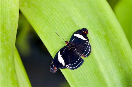 simsearch:400-06084186,k - Tropical black and red butterfly on a on green leaf Foto de stock - Royalty-Free Super Valor e Assinatura, Número: 400-06087077
