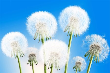 simsearch:400-04958295,k - Group of seven fluffy dandelion flowers on blue sky background as white clouds. Close-up. Studio photography. Stockbilder - Microstock & Abonnement, Bildnummer: 400-06087084