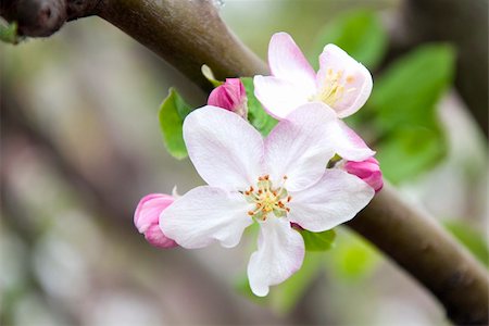 Close up of blooming apple tree Stock Photo - Budget Royalty-Free & Subscription, Code: 400-06087375