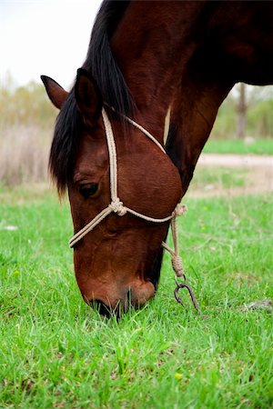 Close up of horse head grazing on the meadow Stock Photo - Budget Royalty-Free & Subscription, Code: 400-06087376