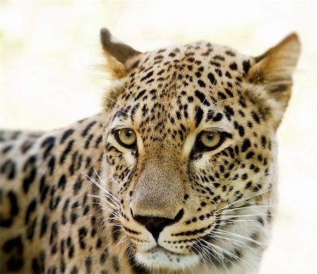 felino grande - Closeup of Leopard looks forward with shallow focus Photographie de stock - Aubaine LD & Abonnement, Code: 400-06087438