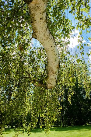 simsearch:400-07042487,k - birch trunk with leafs against spring blue sky in park Stock Photo - Budget Royalty-Free & Subscription, Code: 400-06087432
