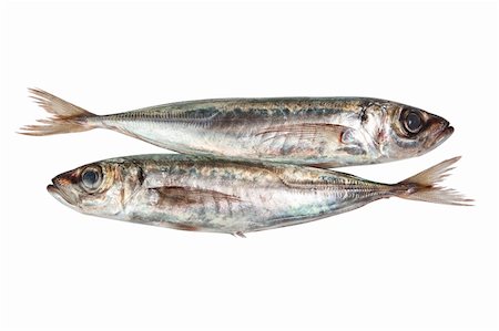 sergioua (artist) - Two raw mackerel. On a white background. Photographie de stock - Aubaine LD & Abonnement, Code: 400-06087520
