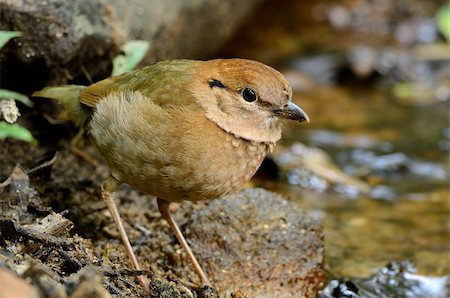 simsearch:400-06084181,k - beautiful female rusty-naped pitta (Pitta oatesi) Photographie de stock - Aubaine LD & Abonnement, Code: 400-06087537