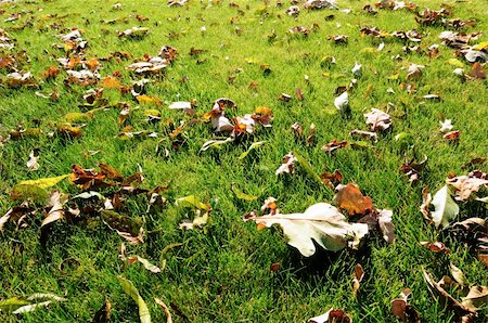 simsearch:400-05246721,k - Dry fallen leaves on green grass in the park Stockbilder - Microstock & Abonnement, Bildnummer: 400-06087542