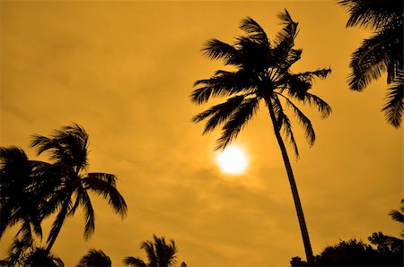 simsearch:400-06073565,k - Silhouettes of Palm trees against the sun on a windy day Foto de stock - Super Valor sin royalties y Suscripción, Código: 400-06087596