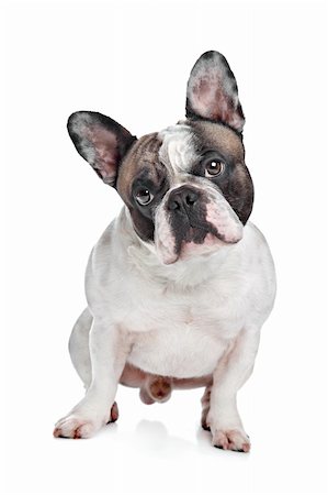 simsearch:693-03304965,k - French Bulldog in front of a white background Photographie de stock - Aubaine LD & Abonnement, Code: 400-06087645