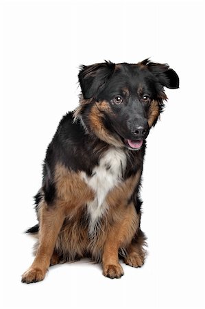 simsearch:400-08318823,k - mixed breed dog in front of a white background Foto de stock - Royalty-Free Super Valor e Assinatura, Número: 400-06087646