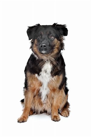simsearch:400-08318823,k - mixed breed dog in front of a white background Foto de stock - Royalty-Free Super Valor e Assinatura, Número: 400-06087647