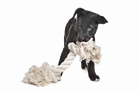 eriklam (artist) - Mixed breed puppy. Great Dane, Rottweiler, in front of a white background. Stock Photo - Budget Royalty-Free & Subscription, Code: 400-06087654