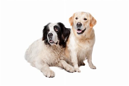 Landseer dog and a labrador retriever on a white background Stock Photo - Budget Royalty-Free & Subscription, Code: 400-06087674