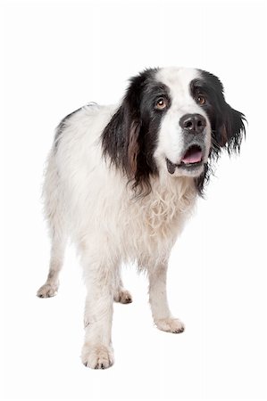 Landseer dog in front of a white background Stock Photo - Budget Royalty-Free & Subscription, Code: 400-06087675