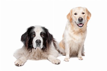 Landseer dog and a labrador retriever on a white background Stock Photo - Budget Royalty-Free & Subscription, Code: 400-06087673