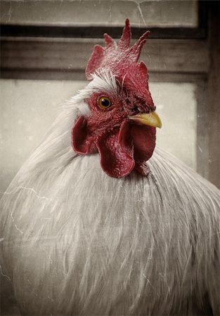 Vintage portret of a white rooster Photographie de stock - Aubaine LD & Abonnement, Code: 400-06087891