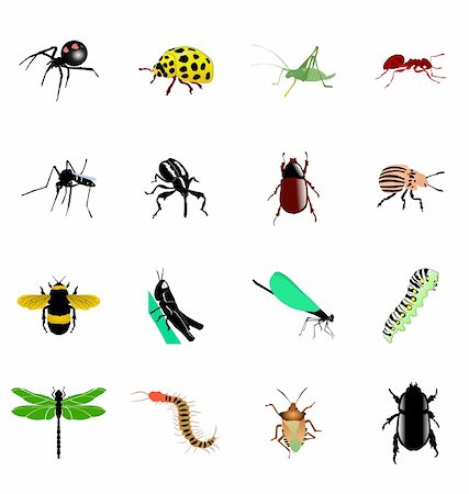 the set of the different kinds of insects and spiders Stock Photo - Budget Royalty-Free & Subscription, Code: 400-06088012