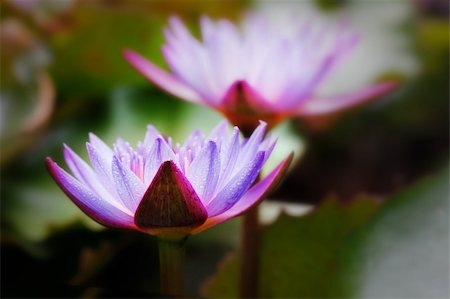 simsearch:400-07169438,k - Blue water lilies with dew drops glowing in sunlight Stock Photo - Budget Royalty-Free & Subscription, Code: 400-06088210