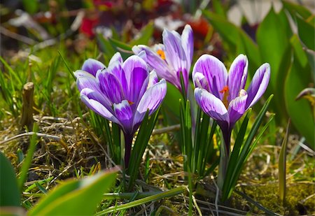 Lilac crocuses in spring garden. Stock Photo - Budget Royalty-Free & Subscription, Code: 400-06088308