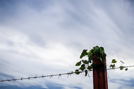 simsearch:400-08314121,k - Barbed wire fence and ivy in the nature Stock Photo - Budget Royalty-Free & Subscription, Code: 400-06088535