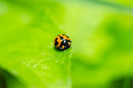 simsearch:400-06427911,k - ladybug macro in the green nature or in the garden Stock Photo - Budget Royalty-Free & Subscription, Code: 400-06088532