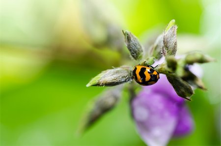 simsearch:400-06427911,k - ladybug macro in the green nature or in the garden Stock Photo - Budget Royalty-Free & Subscription, Code: 400-06088533