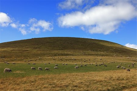Image of a herd of sheeps located on a high altitude pasture in The Central Massif in Auvergne region of France. Stock Photo - Budget Royalty-Free & Subscription, Code: 400-06088610