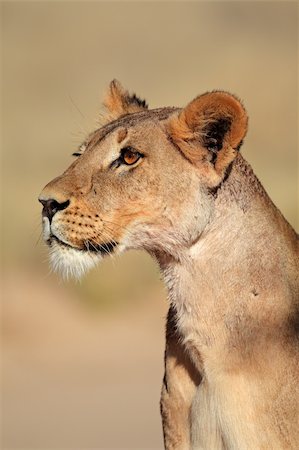 simsearch:400-04276028,k - Alert lioness (Panthera leo), Kalahari desert, South Africa Stockbilder - Microstock & Abonnement, Bildnummer: 400-06088876