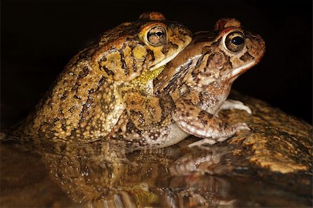 simsearch:400-04000518,k - Mating guttural toads (Amietophrynus gutturalis) in water with reflection, South Africa Fotografie stock - Microstock e Abbonamento, Codice: 400-06088879