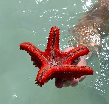 exotic underwater - Starfish on the shores of the Indian Ocean island of Zanzibar Stock Photo - Budget Royalty-Free & Subscription, Code: 400-06088940