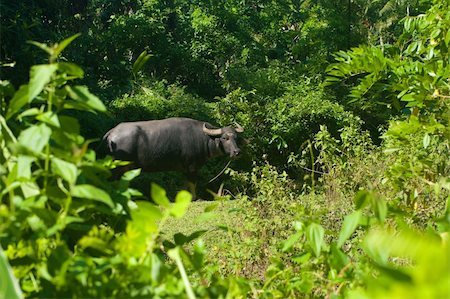 simsearch:400-07555167,k - single water buffalo grazing in a tropical surrounding Stock Photo - Budget Royalty-Free & Subscription, Code: 400-06089233