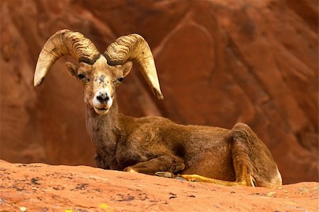 parque estatal del valle de fuego - Resting Desert Big Horn Ram Sheep on Red Rocks Foto de stock - Super Valor sin royalties y Suscripción, Código: 400-06080098